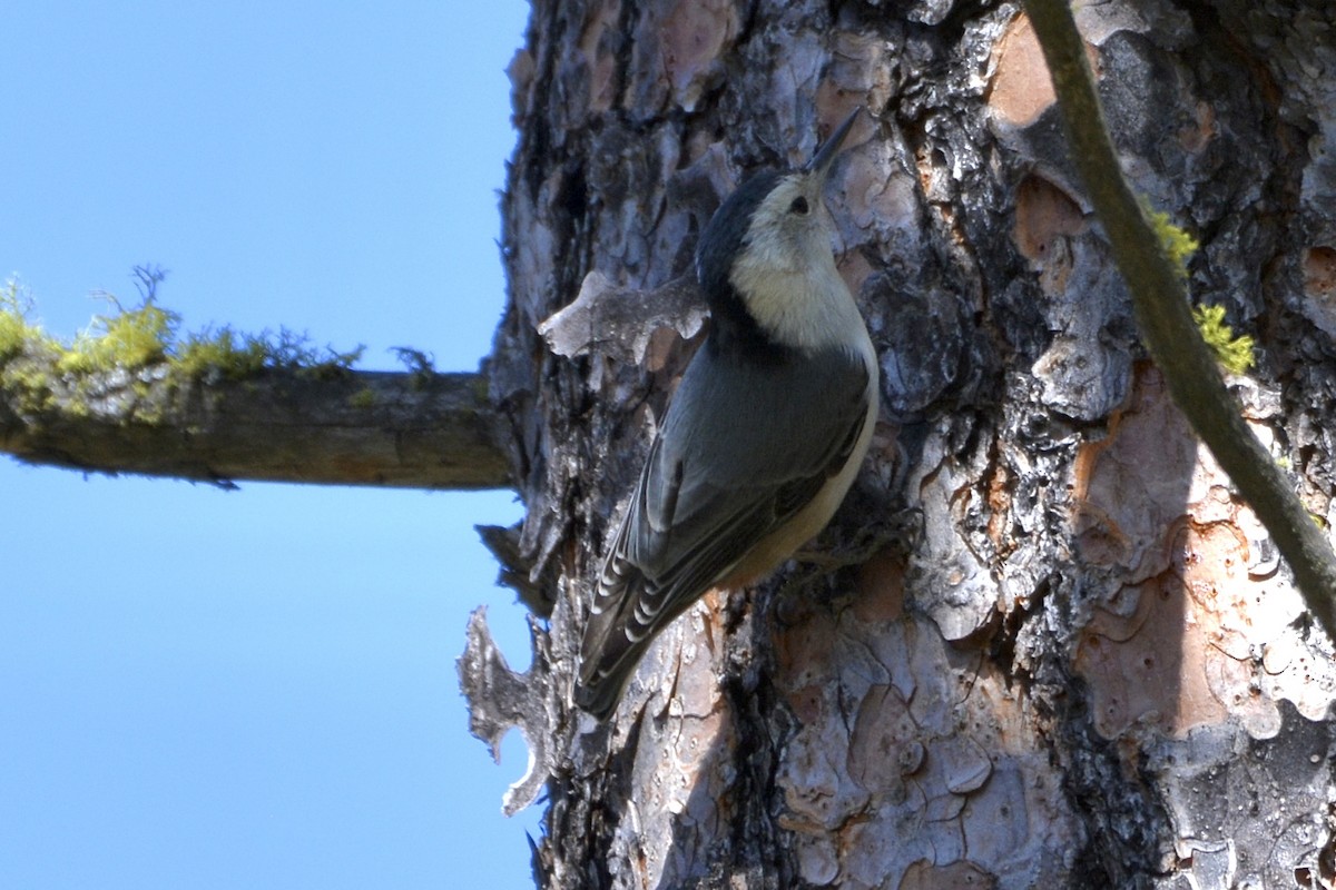 White-breasted Nuthatch - ML617423054