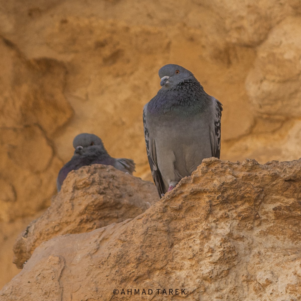 Rock Pigeon (Wild type) - Ahmad Tarek
