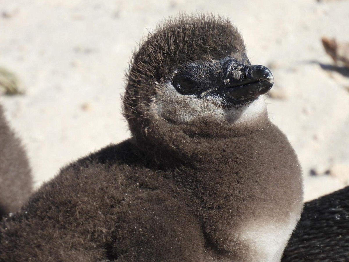 Pingüino de El Cabo - ML617423108