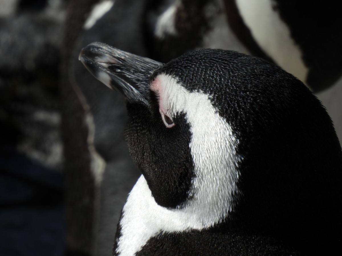 Pingüino de El Cabo - ML617423110