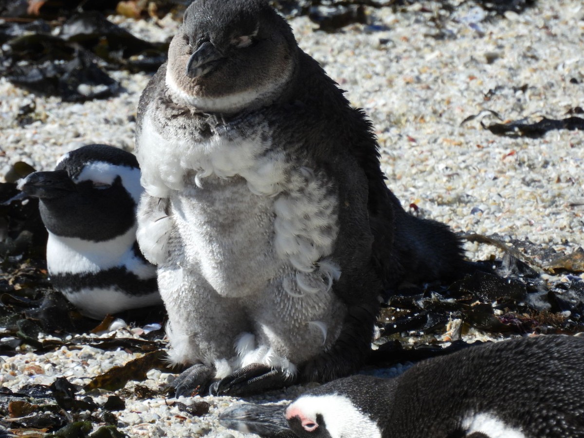 Pingüino de El Cabo - ML617423111