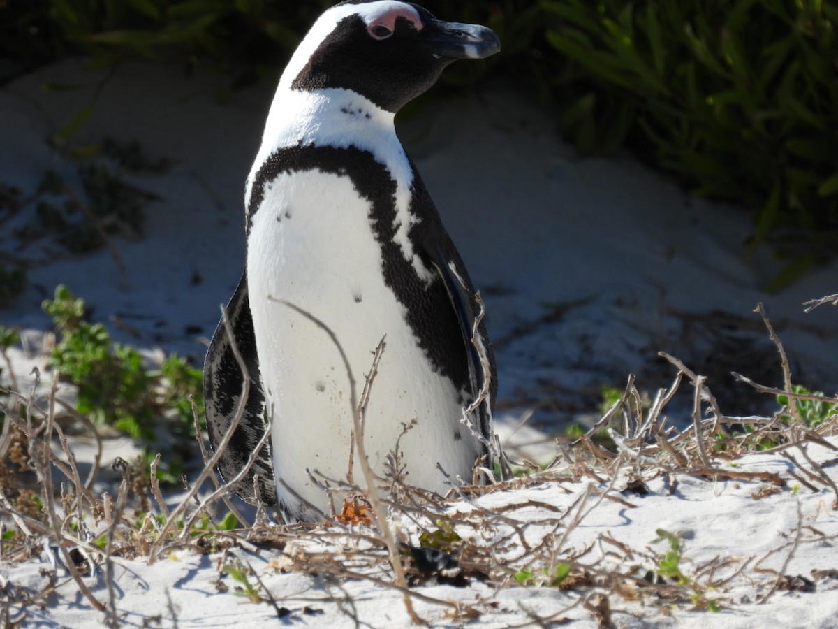 Pingüino de El Cabo - ML617423114
