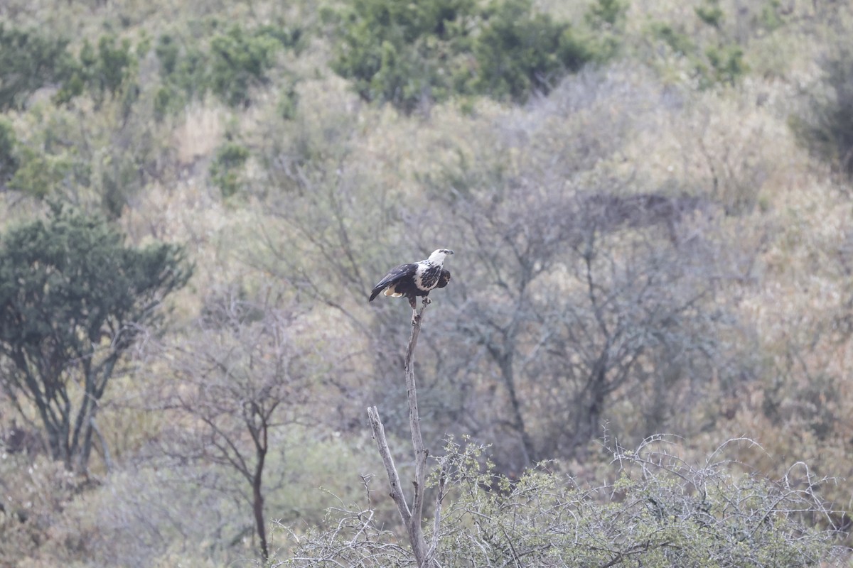 African Fish-Eagle - ML617423148