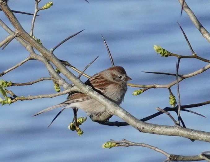Field Sparrow - ML617423207