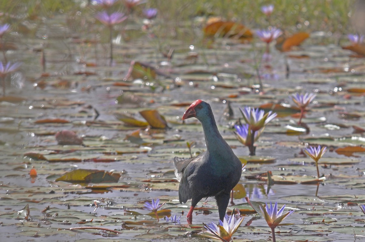 African Swamphen - Augusto Faustino