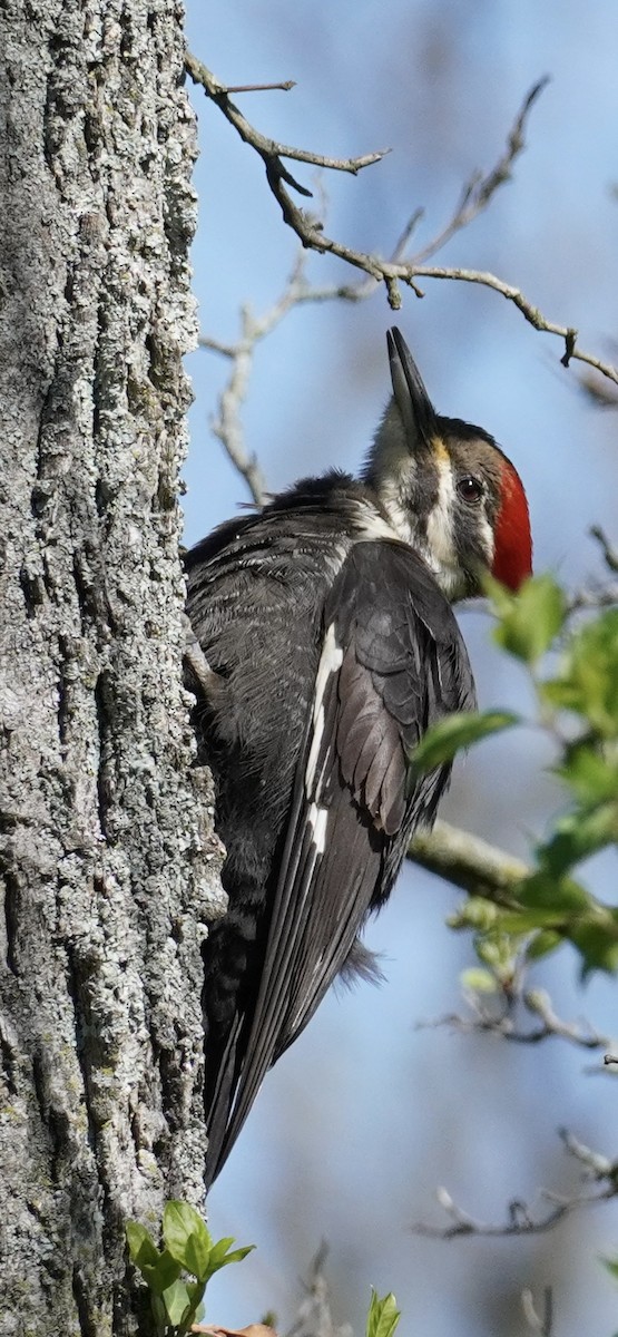Pileated Woodpecker - Delaney Weber