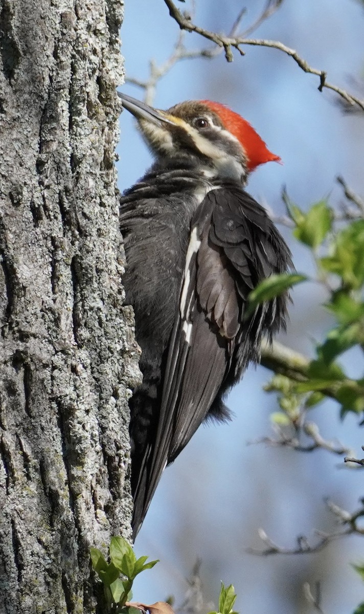 Pileated Woodpecker - ML617423238