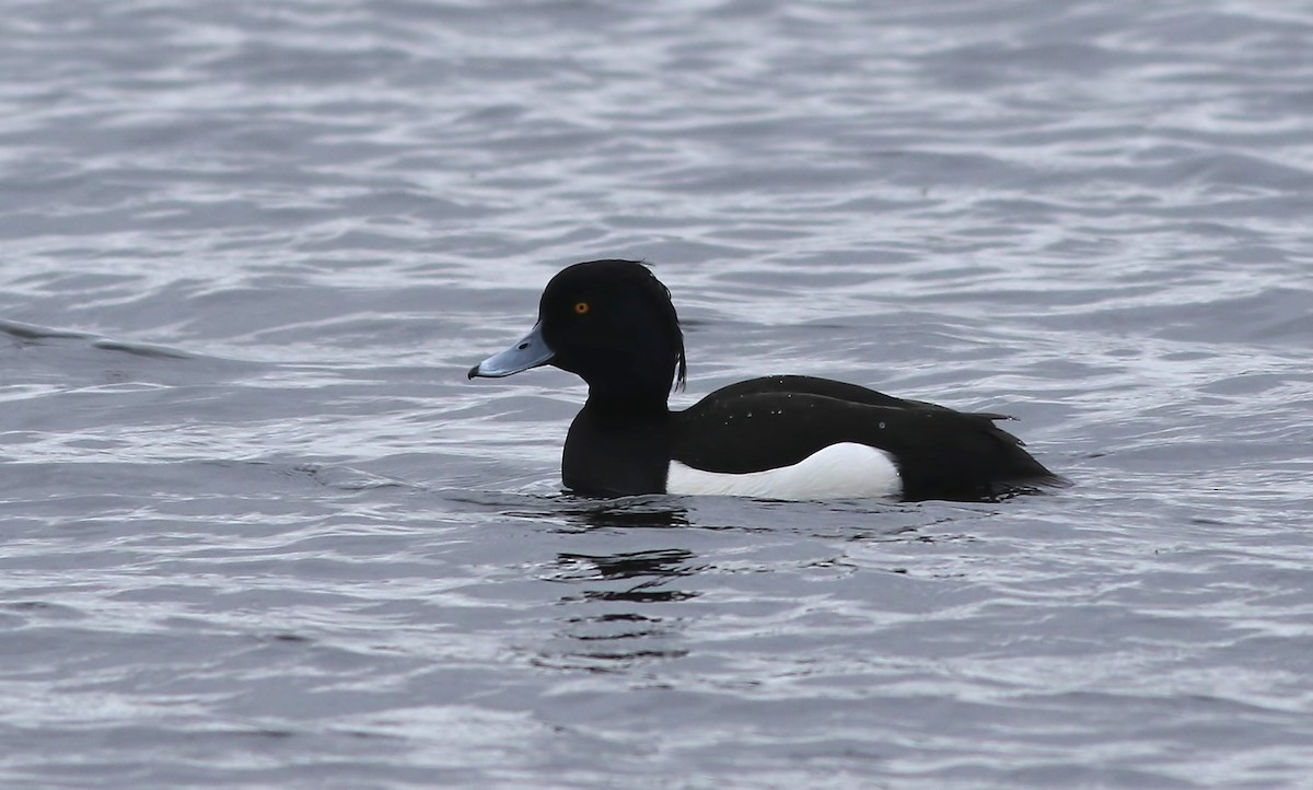 Tufted Duck - ML617423239