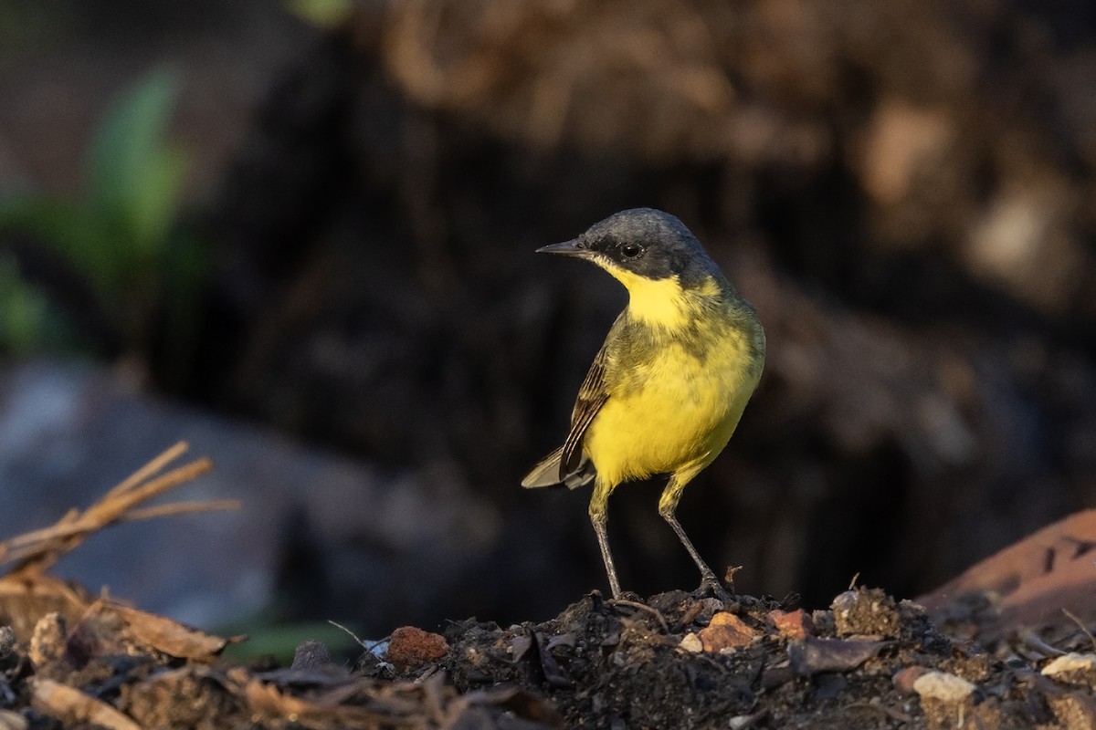 Western Yellow Wagtail (thunbergi) - Niall D Perrins