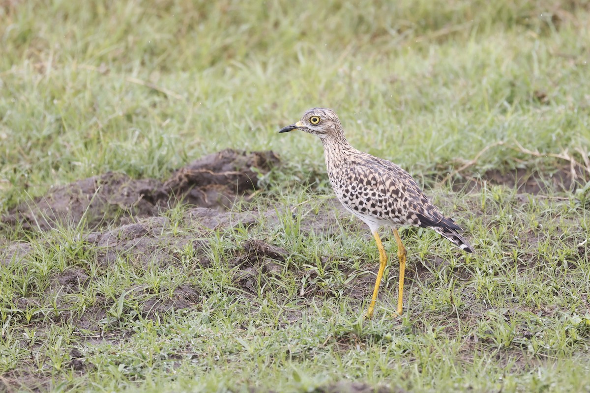 Spotted Thick-knee - ML617423318