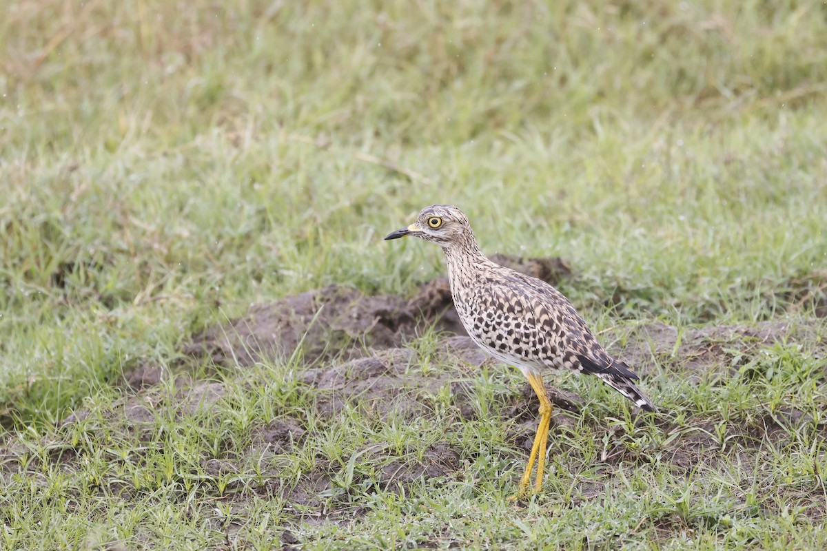 Spotted Thick-knee - ML617423320