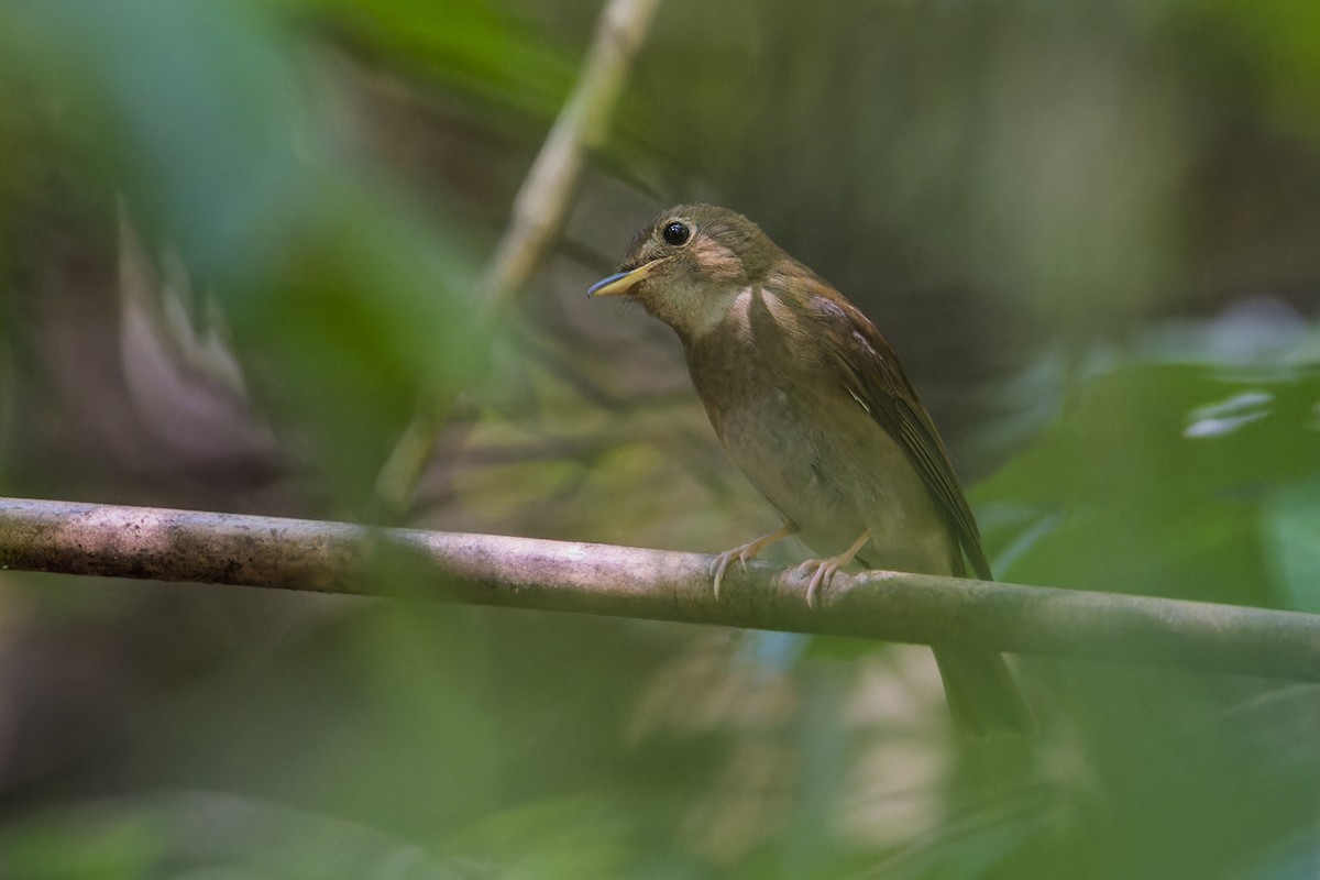Brown-chested Jungle Flycatcher - Wich’yanan Limparungpatthanakij