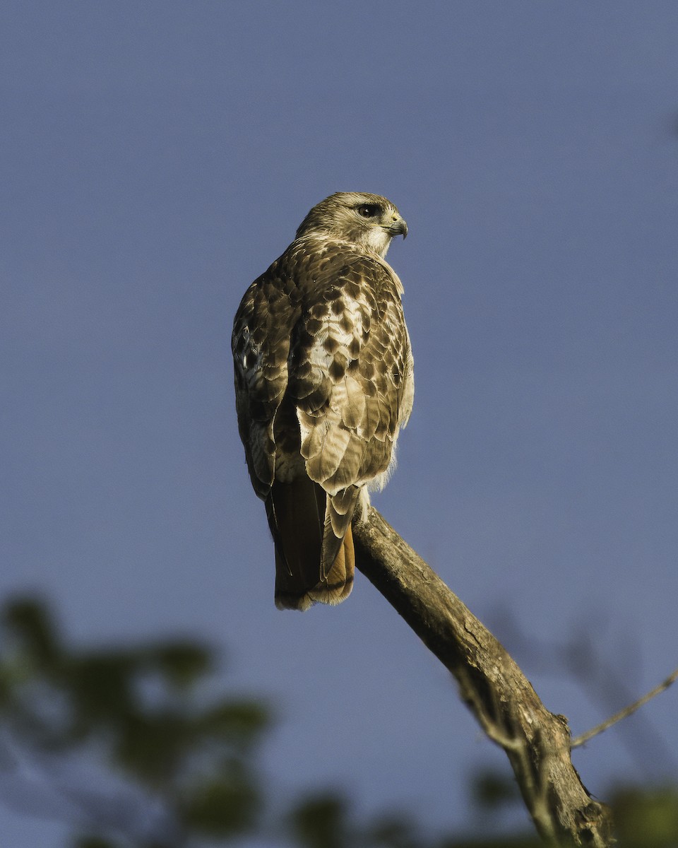 Red-tailed Hawk - ML617423333