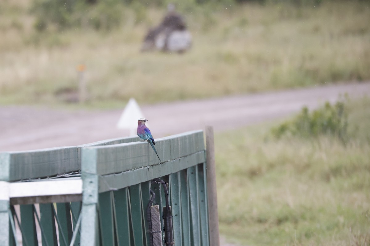Lilac-breasted Roller - ML617423419