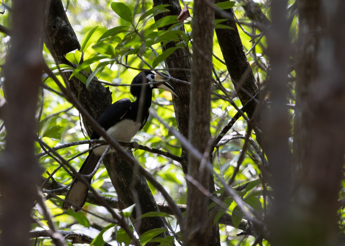 Oriental Pied-Hornbill - Ayuwat Jearwattanakanok