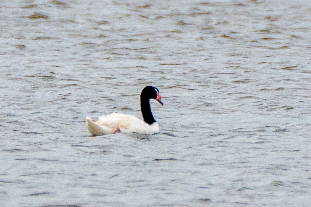 Black-necked Swan - ML617423518