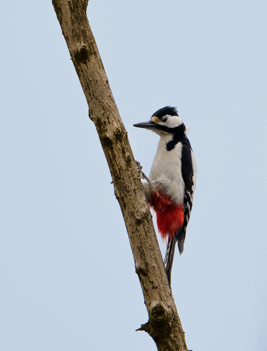 Great Spotted Woodpecker - Patrick Mariot