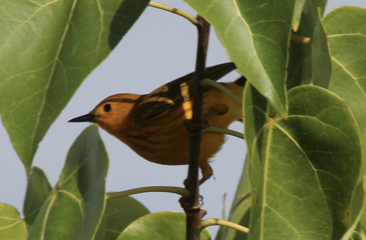 Yellow Warbler (Golden) - ML617423652