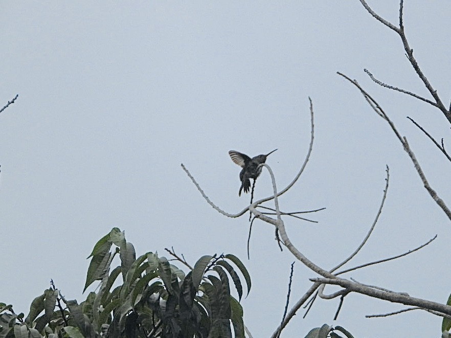 kolibřík modrobradý - ML617423655