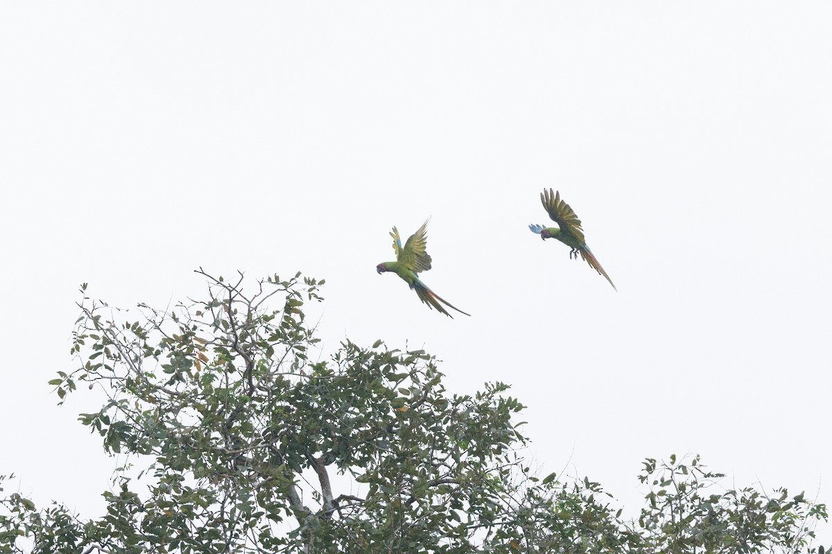 Great Green Macaw - Nathalie Geelen