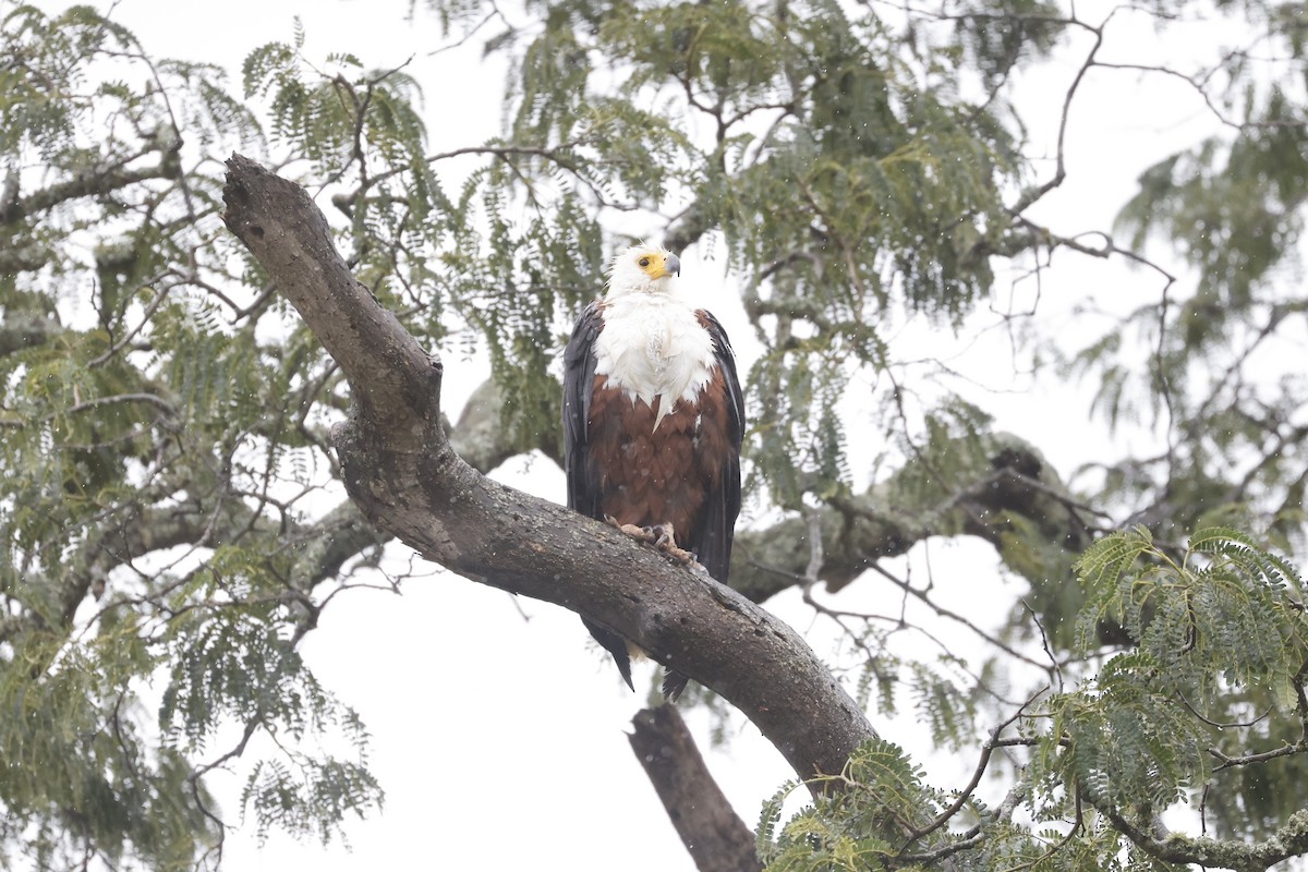 African Fish-Eagle - ML617423705
