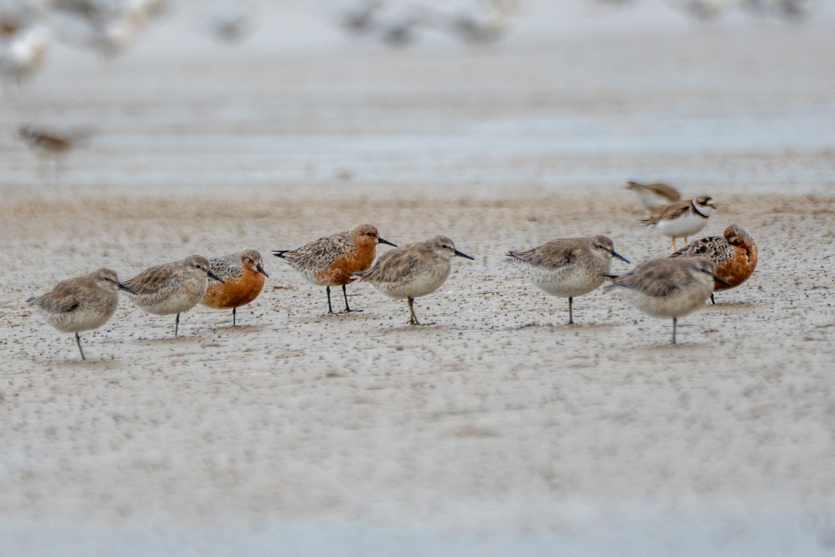 Red Knot - ML617423843