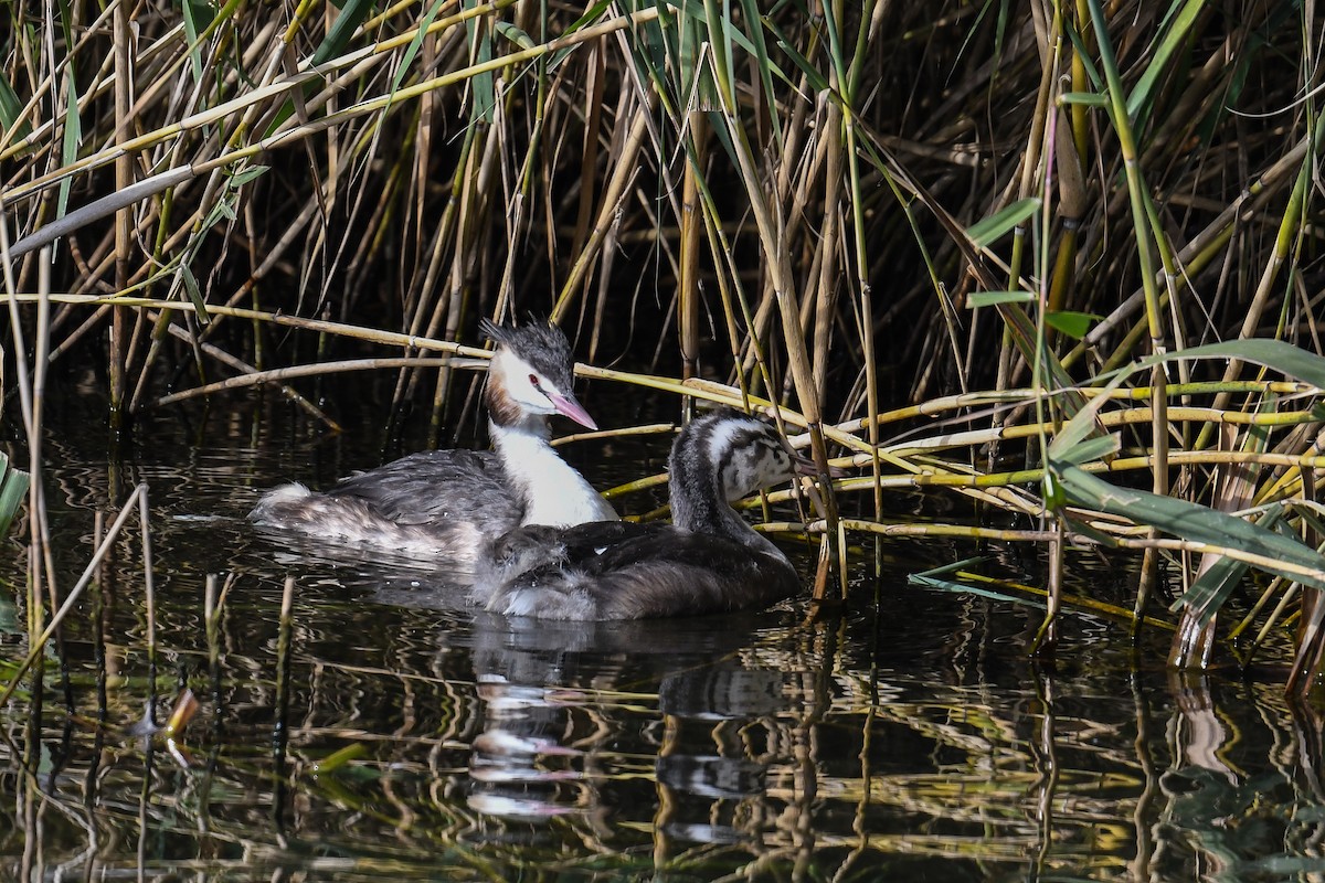 Great Crested Grebe - ML617423845