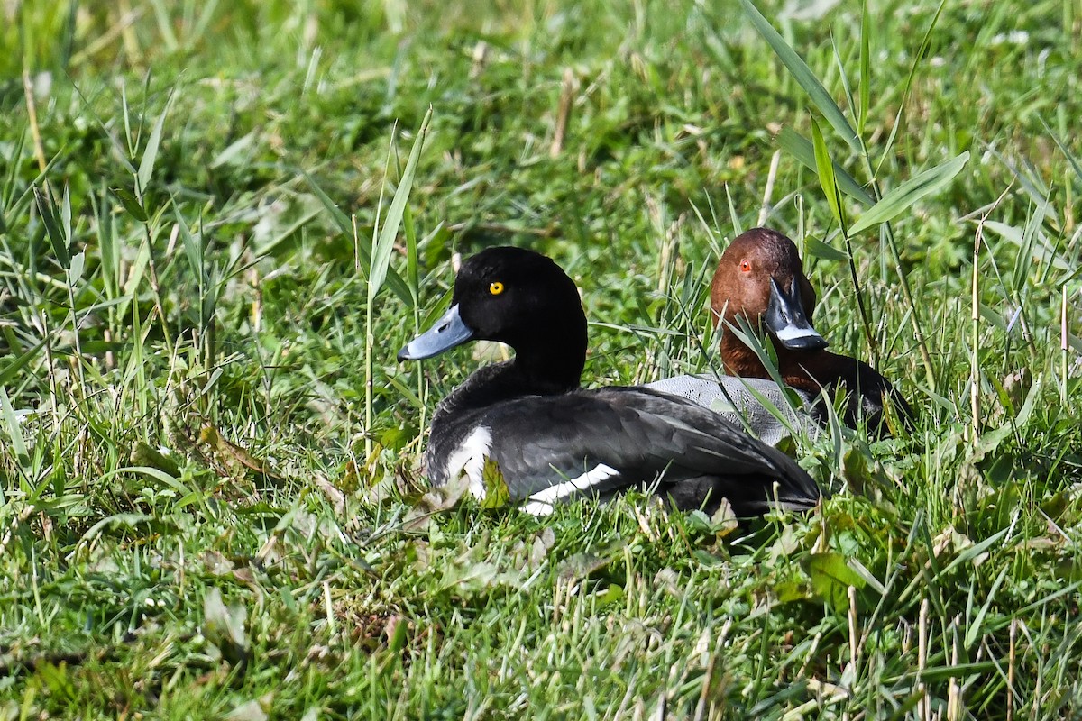 Tufted Duck - ML617423896
