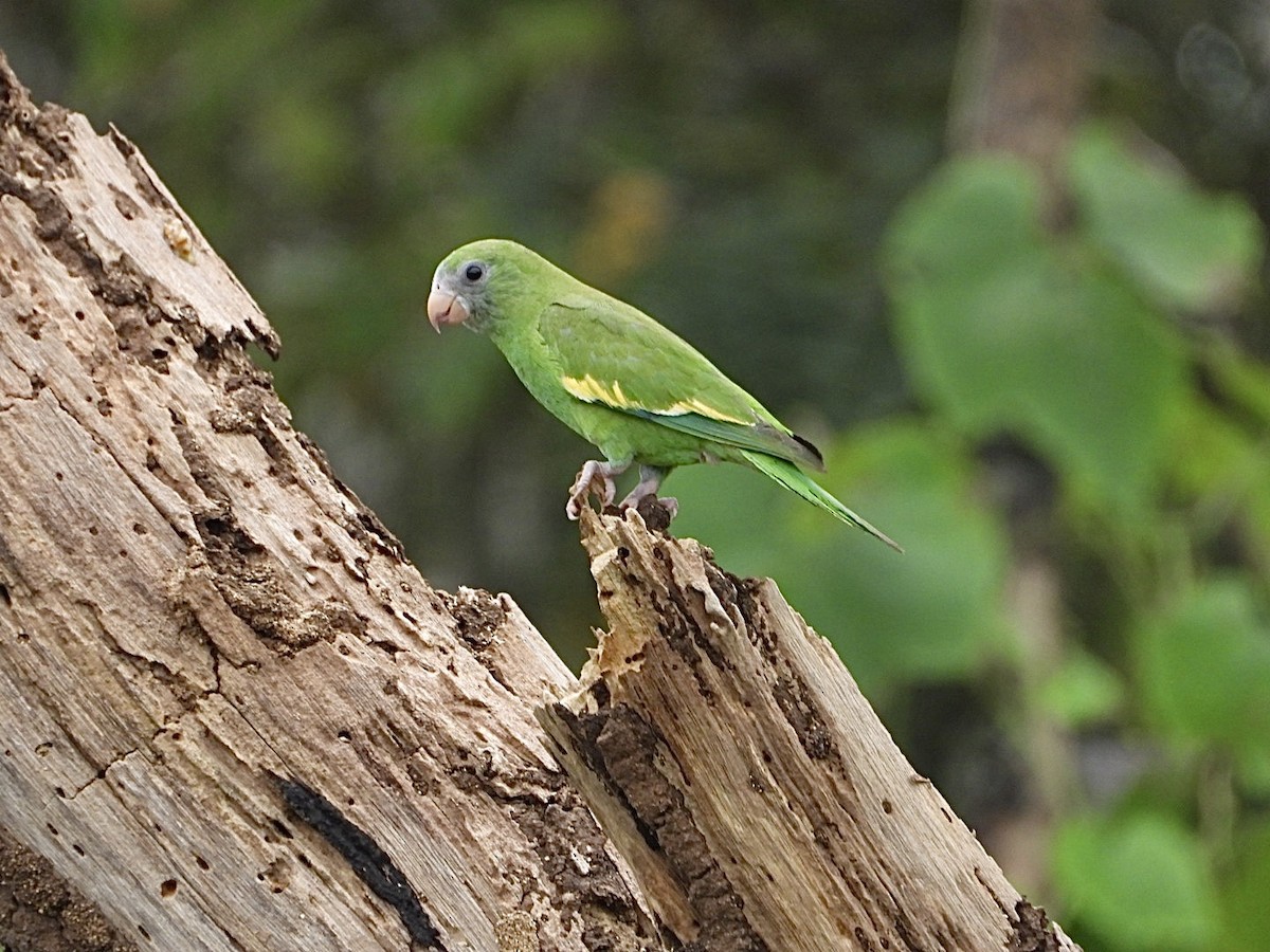 Golden-winged Parakeet - ML617423992