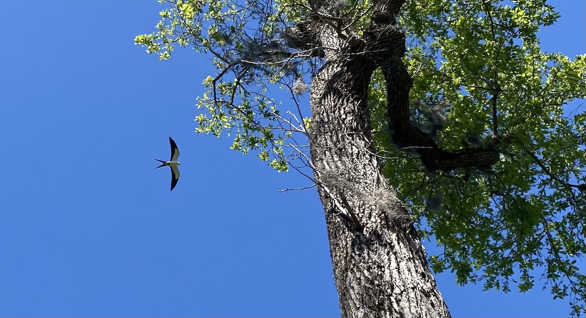 Swallow-tailed Kite - ML617423996