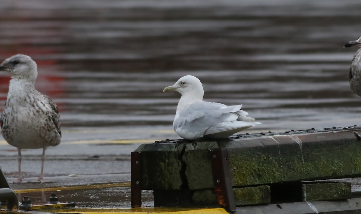 Iceland Gull - Holly Page