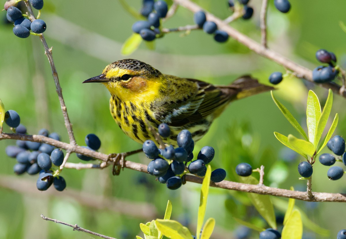 Cape May Warbler - ML617424041