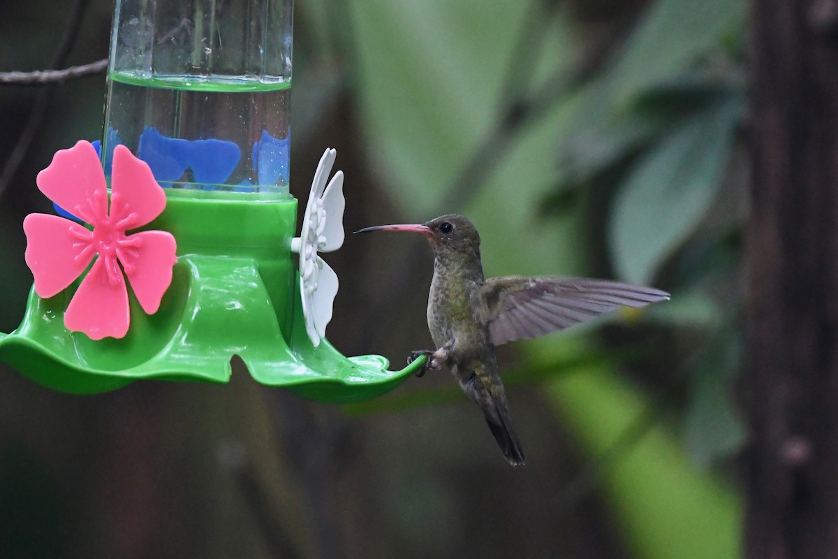 Gilded Hummingbird - ML617424053
