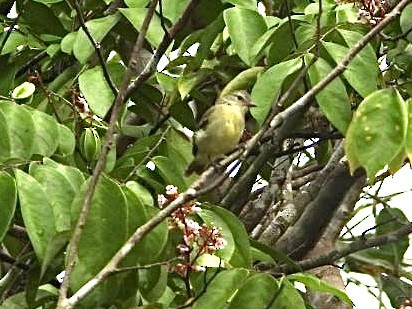 Southern Mouse-colored Tyrannulet - ML617424126
