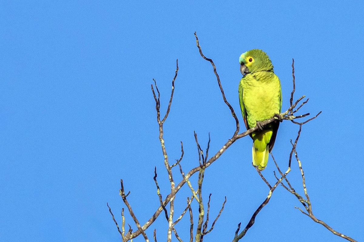 Turquoise-fronted Parrot - ML617424139