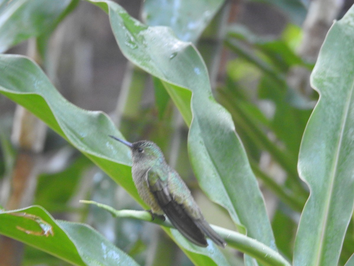 Scaly-breasted Hummingbird - ML617424140