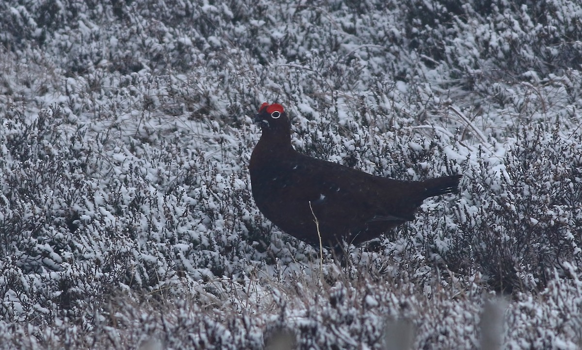 Willow Ptarmigan (Red Grouse) - Holly Page