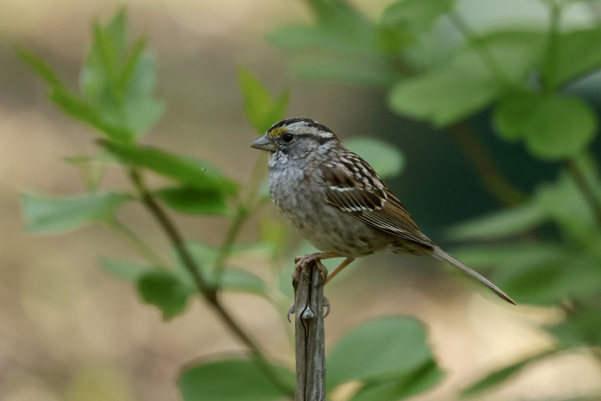 White-throated Sparrow - ML617424147