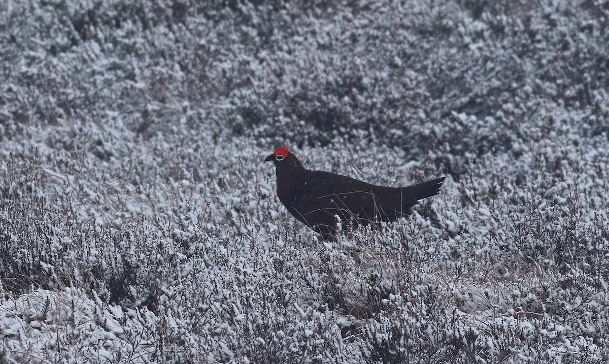 Willow Ptarmigan (Red Grouse) - Holly Page