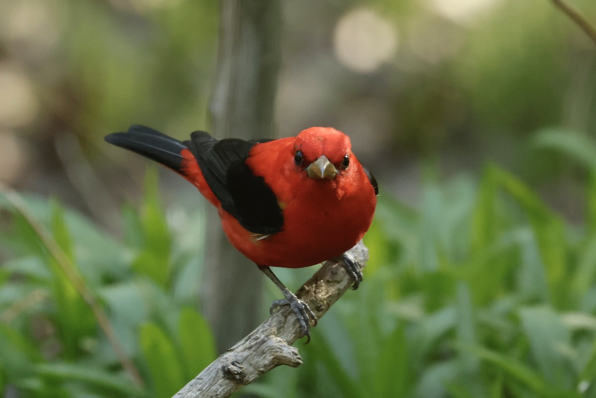 Scarlet Tanager - ML617424155
