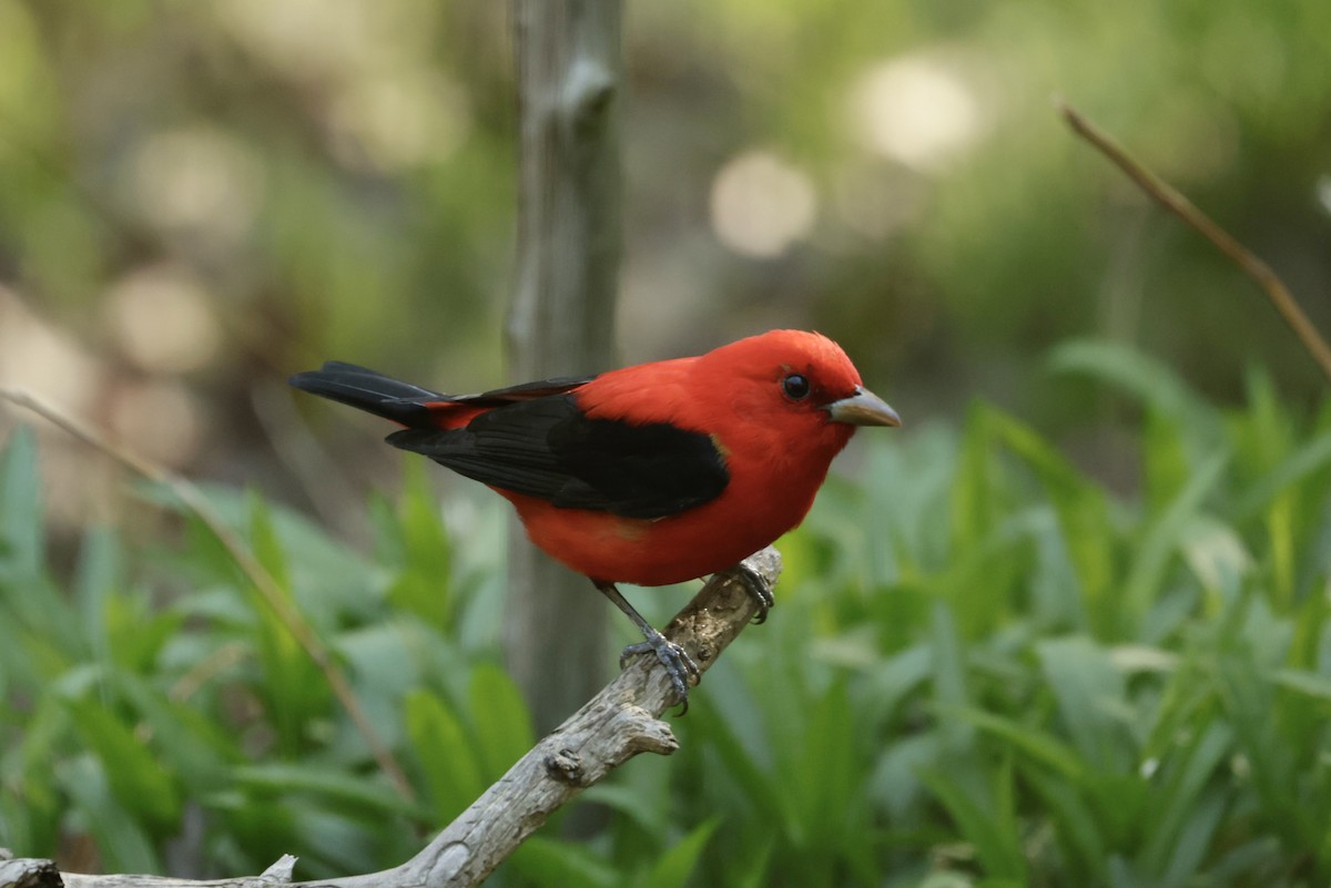 Scarlet Tanager - ML617424156