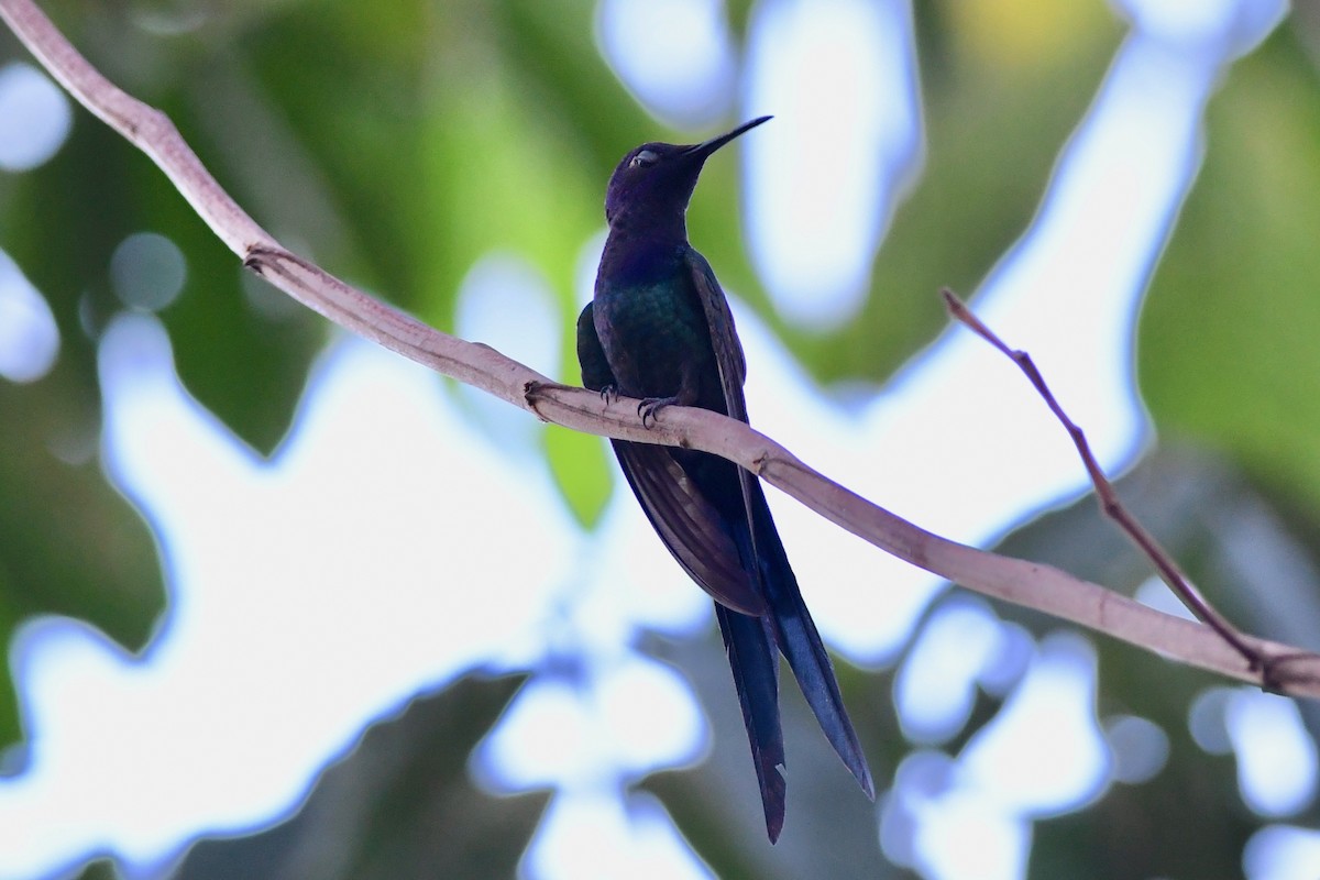 Swallow-tailed Hummingbird - ML617424200