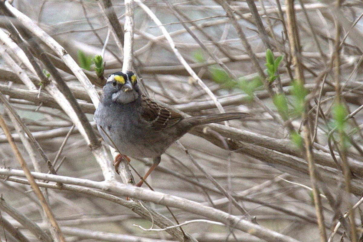 White-throated Sparrow - ML617424201