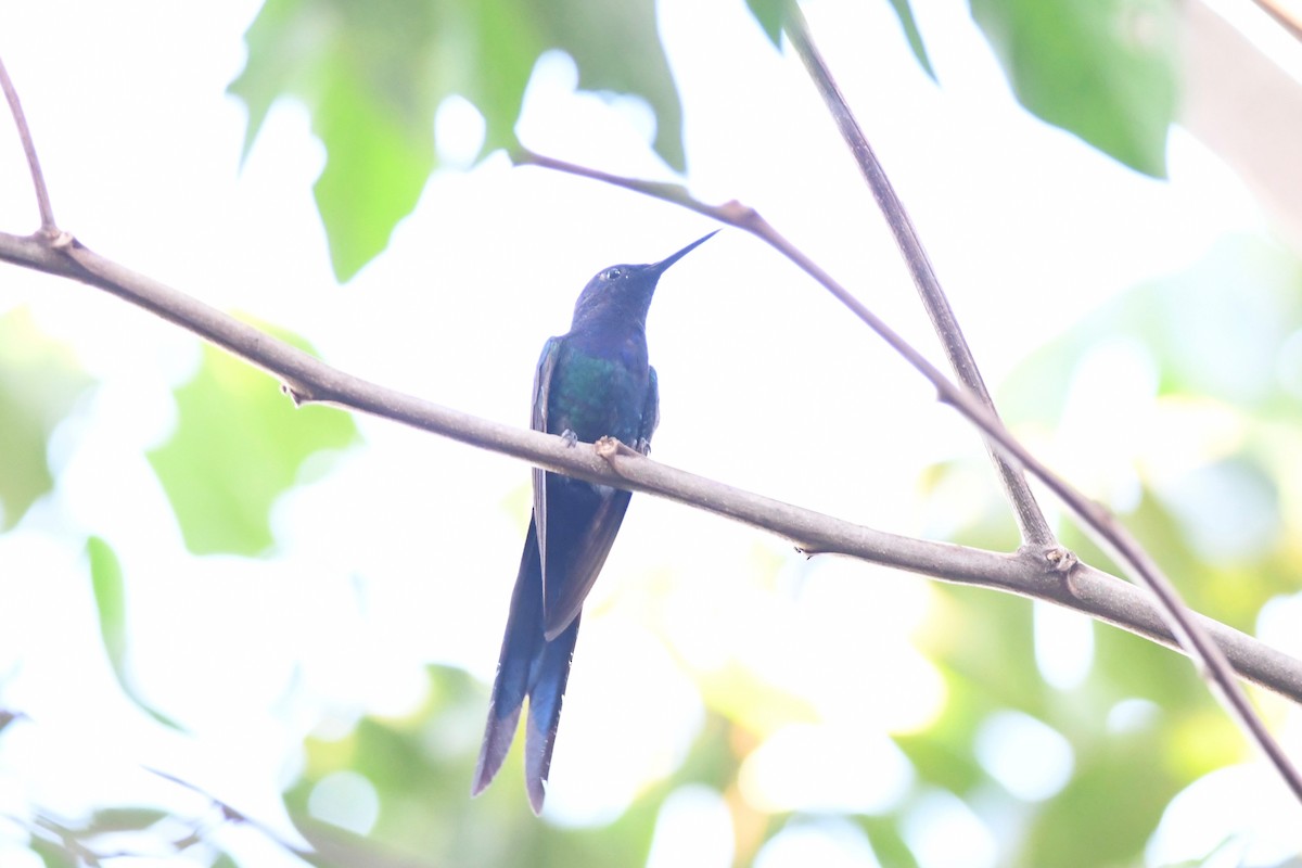 Swallow-tailed Hummingbird - ML617424203