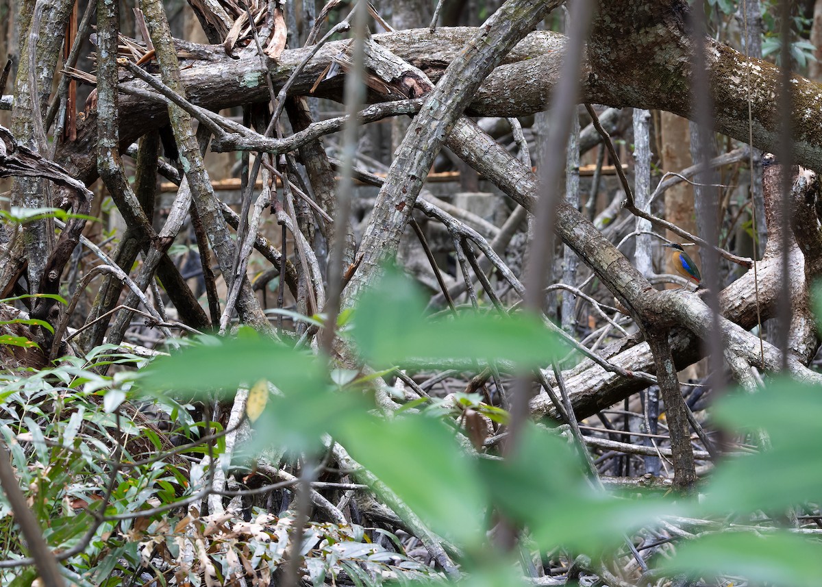 mangrovepitta - ML617424206