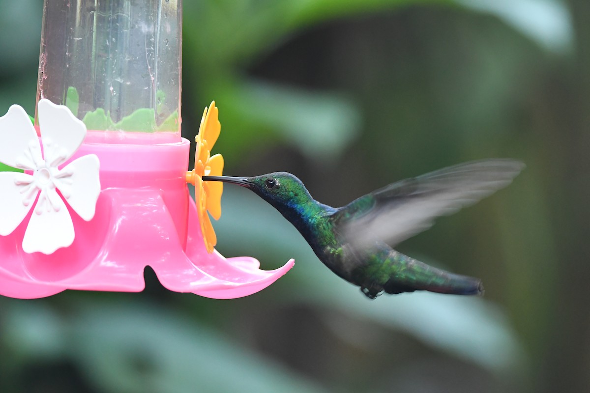 kolibřík tropický - ML617424233