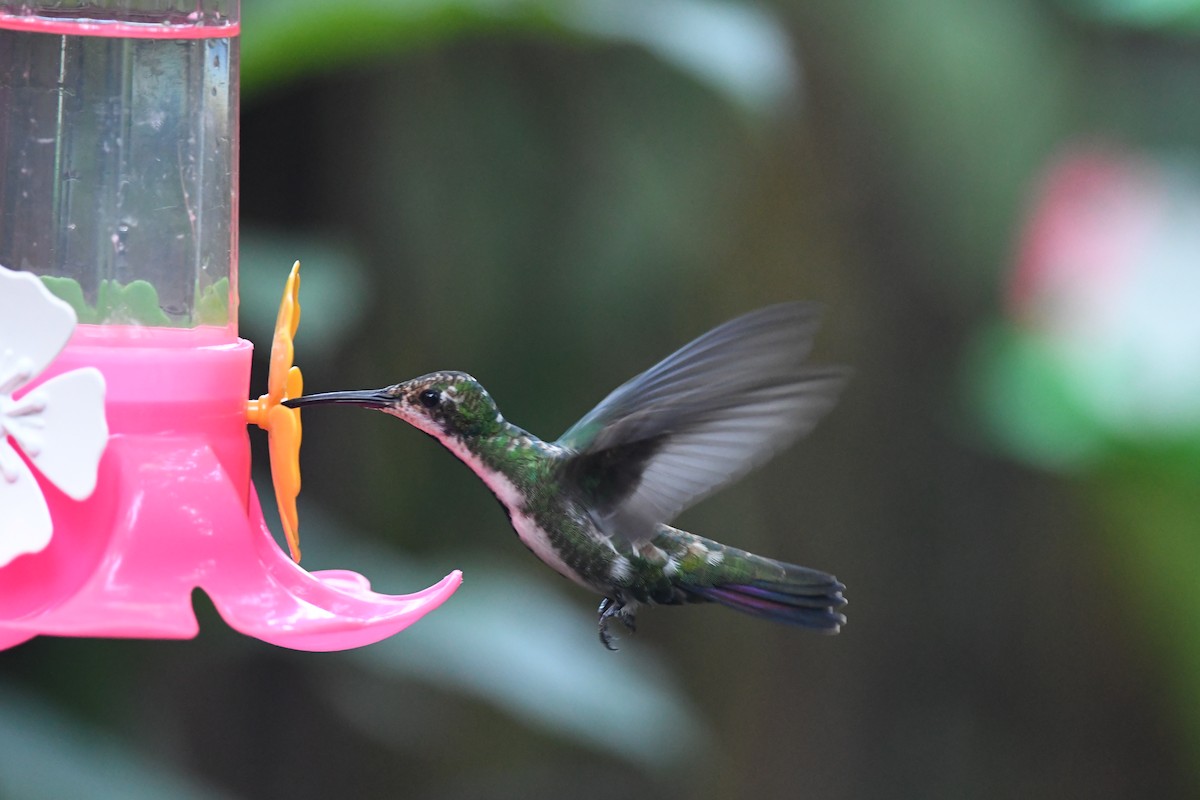kolibřík tropický - ML617424236