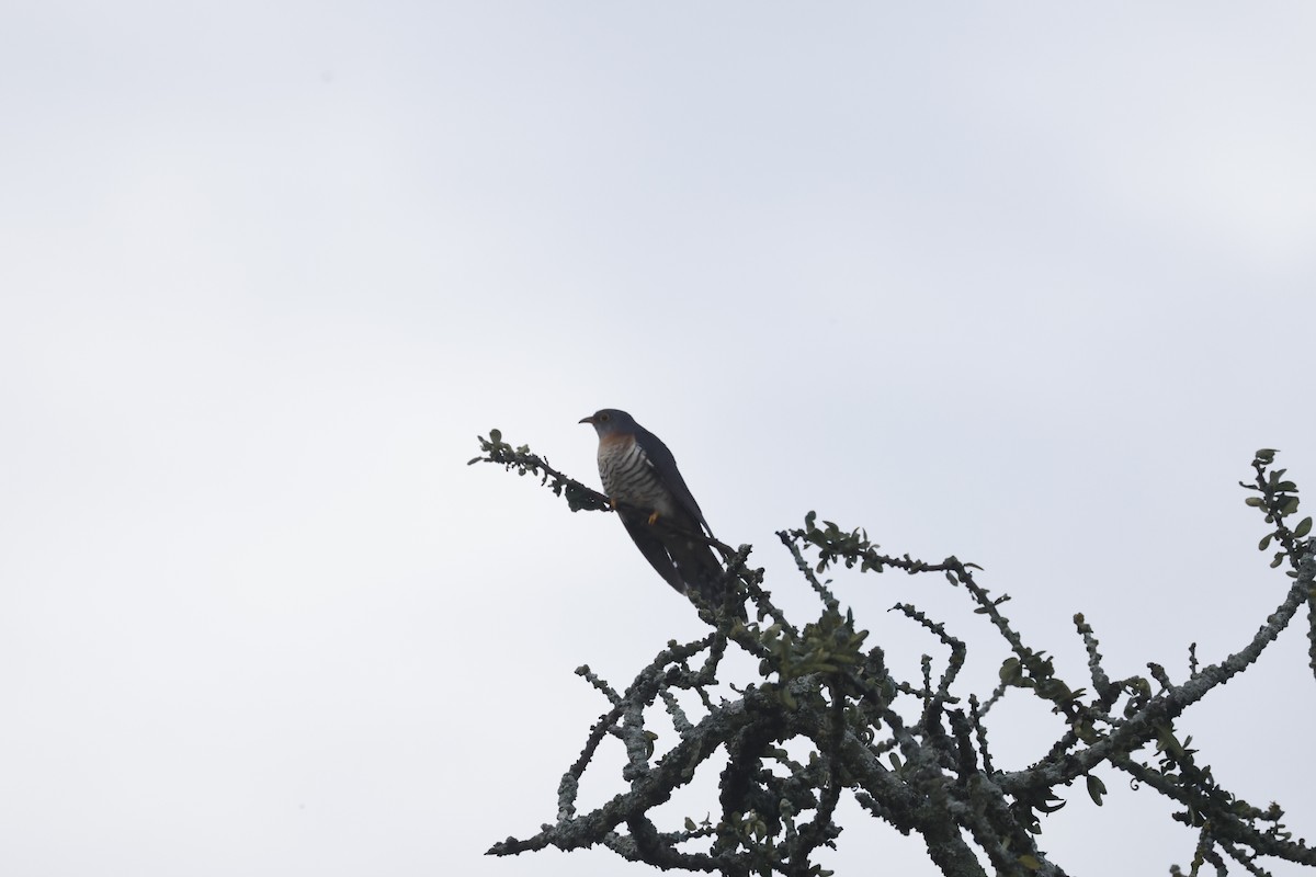 Red-chested Cuckoo - ML617424272