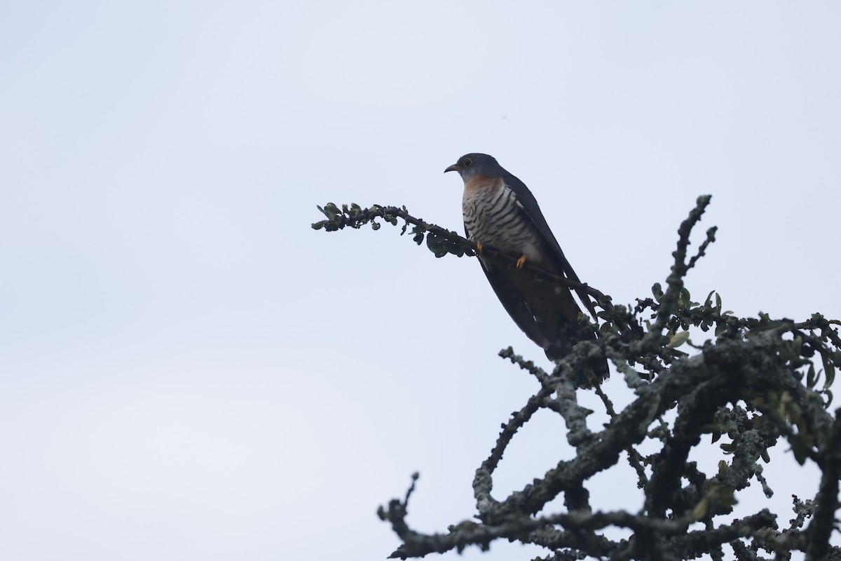 Red-chested Cuckoo - ML617424274