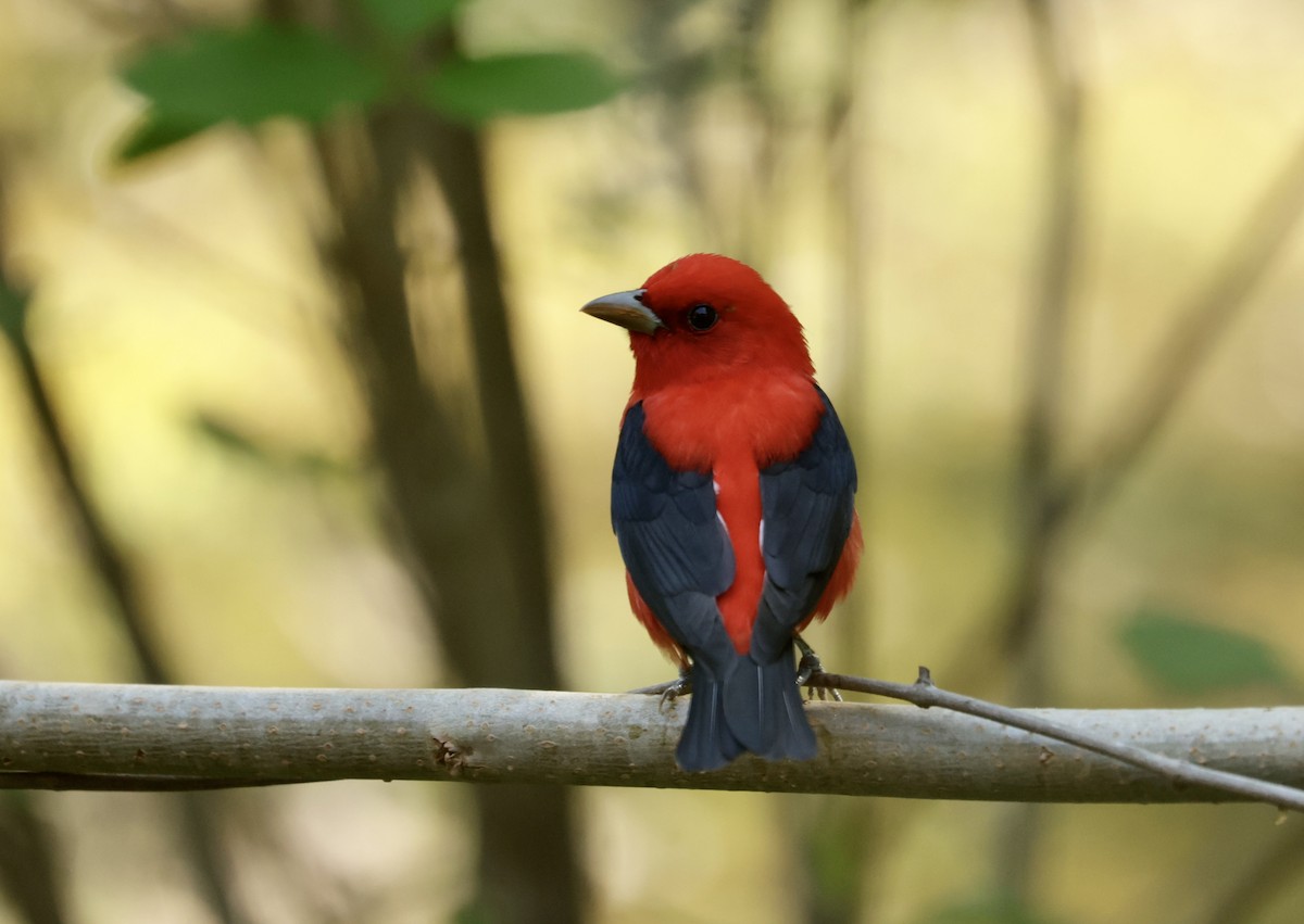 Scarlet Tanager - ML617424418